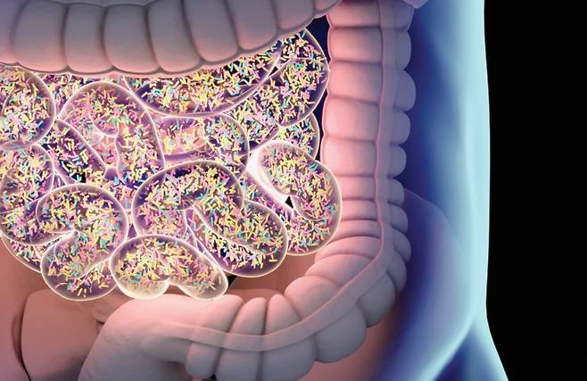 사람 몸에는 평균적으로 약 2㎏의 세균이 살고 있으며, 평소 먹는 음식이 장내 세균 종류를 결정짓는다. GETTYIMAGES