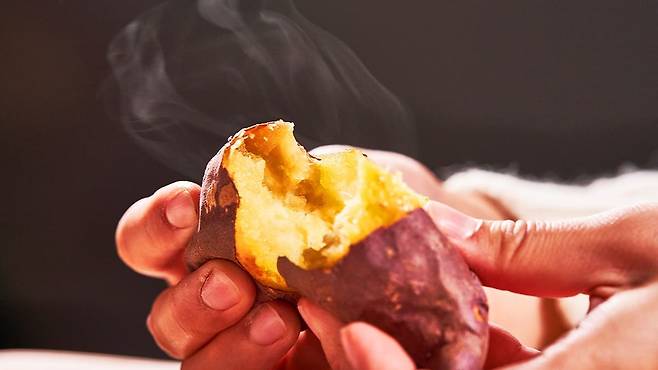 간식으로만 알던 고구마가 식탁 위 ‘종합 건강 식품’으로 다시 주목받고 있다. 게티이미지