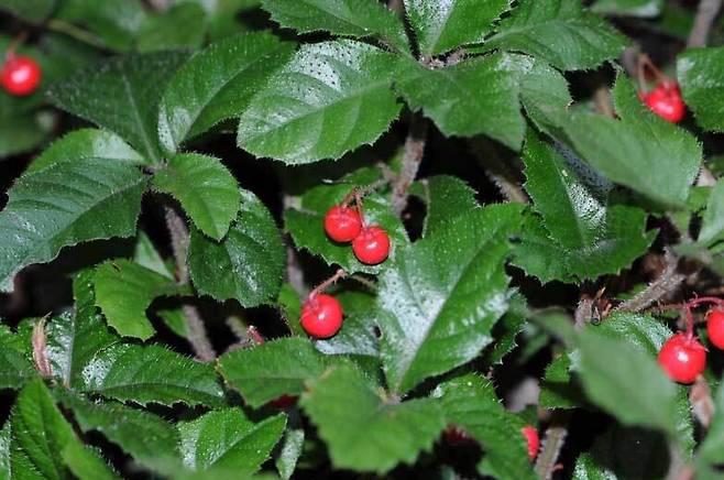 산호수. 자금우와 같은 혈통의 자매 식물로 서로 닮은 점이 많다. 땅을 기듯이 작달막하게 자라고 상록의 잎에 붉은 열매를 앙증맞게 달고 있다. 산호수는 몸 전체에 털이 많아서 자금우와 구분이 된다. 허태임