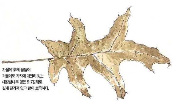 우리 주변 식물들의 비밀 이야기 69 대왕참나무