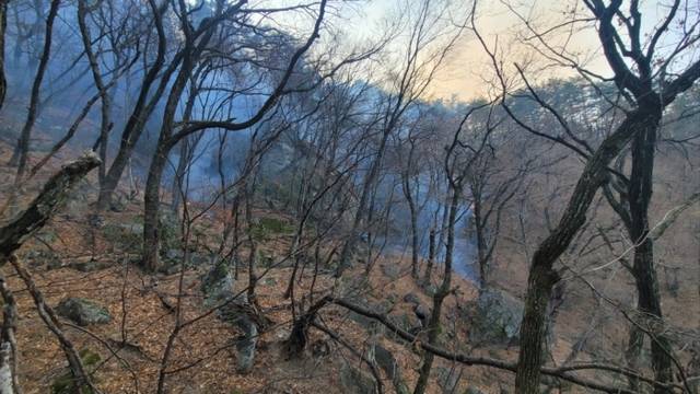 ▲ 29일 오후 2시 14분쯤 강릉시 연곡면 신왕리의 한 야산에서 불이 나 산림·소방 당국이 진화에 나섰다.강원특별자치도산불방지대책본부 제공