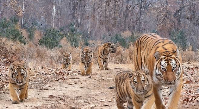 세계자연보호기금(WWF) 중국본부 홈페이지 캡처