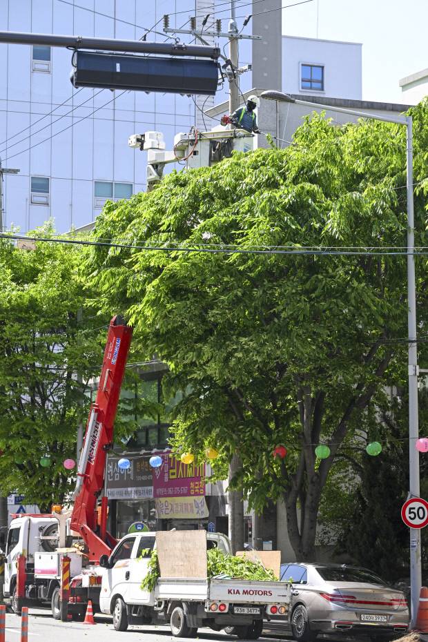광주시가 쾌적한 보행 환경 조성을 위해 내년 총사업비 21억6400만 원을 투입해 악취 등 민원이 잦은 가로수 16만여 그루를 체계적으로 관리할 예정이다. 지난 4월 서구 쌍촌동 상무민주로 인근 가지치기 작업. <광주일보 자료사진>