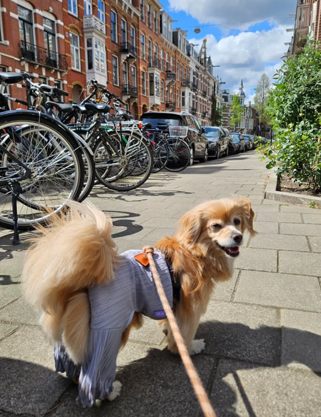 네덜란드 암스테르담, 댕댕이가 살기좋개! 보호자 제공