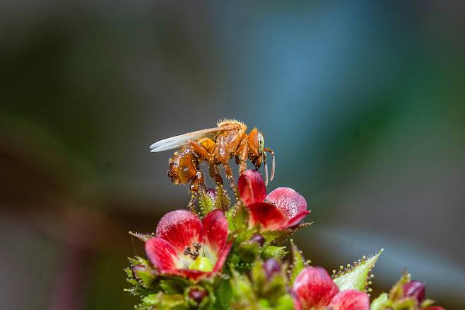 남미 페루 아마존 열대우림에 서식하는 무침벌. 벌 보호단체 ‘비와일드’ 누리집 갈무리