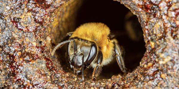 남미 페루 아마존에 서식하는 무침벌. 온라인 국제청원사이트 아바즈 누리집 갈무리