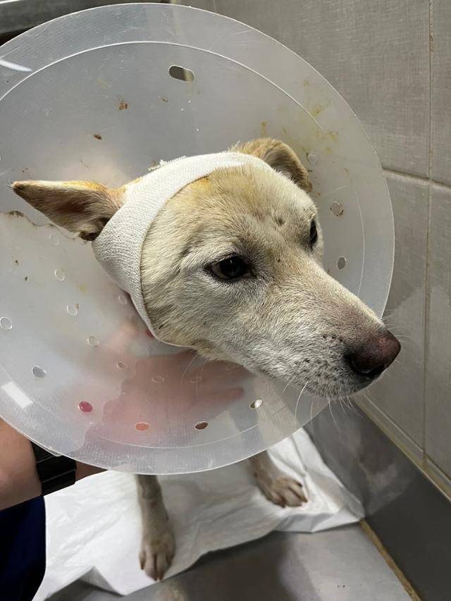 필자가 서울 모처에서 발견한 개 '초롱이'. 초롱이는 짧은 목줄에 묶인 채 들개들에게 물려 깊은 상처를 입었지만 소유주가 방치하면서 끝내 목숨을 잃었다. 동물복지문제연구소 어웨어 제공