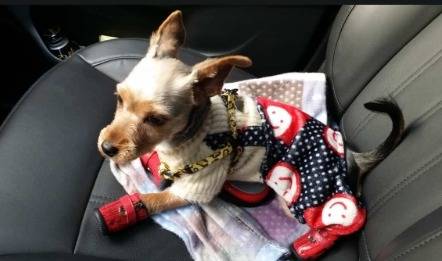 6년 전 니루의 모습(보호자 제공) ⓒ 뉴스1