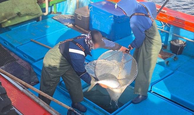 양진호 선원들이 어창에서 펄떡이는 방어를 꺼내고 있다. 서보미 기자
