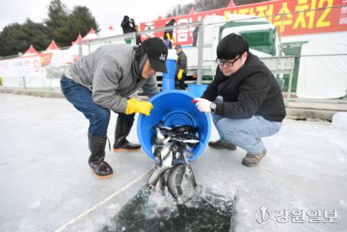 ◇2026 얼음나라 화천산천어축제 개막을 하루 앞둔 9일 축양장에서 수온 적응을 마친 산천어가 방양되고 있다.