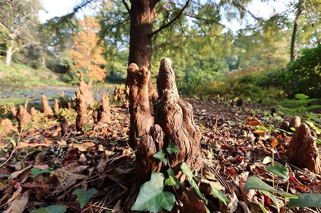 낙우송 ‘펜덴스’가 땅위로 노출한 공기뿌리. 천리포수목원 제공