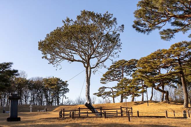예산 용궁리 백송