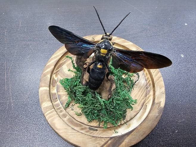 ▲ 프로커왕청사냥벌. /사진제공=인천나비공원