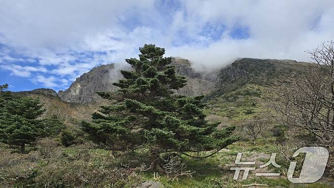 제주도는 5일 한라산에 자생하는 구상나무 중 유전체 연구와 종보전의 기준이 될 대표목을 공개했다. 이 구상나무 대표목은 남벽분기점에서 돈내코 코스 방면 해발 1600m 지점에 자생하고 있으며 등산로에서 볼 수 있다. (제주도 제공.재판매 및 DB금지)2025.7.5/뉴스1 ⓒ News1 고동명 기자