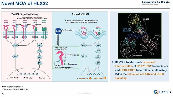 헨리우스가 '2025 글로벌R&D데이'에서 공개한 'HLX22'의 작용 기전./헨리우스