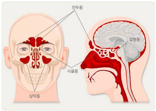 부비동의 구조와 위치. /자료=국가건강정보포털