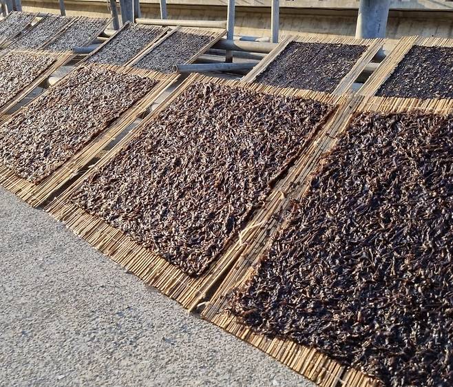 채취한 돌김을 바닷물로 세척 후 자연 건조 시키고 있다. /황진영 기자