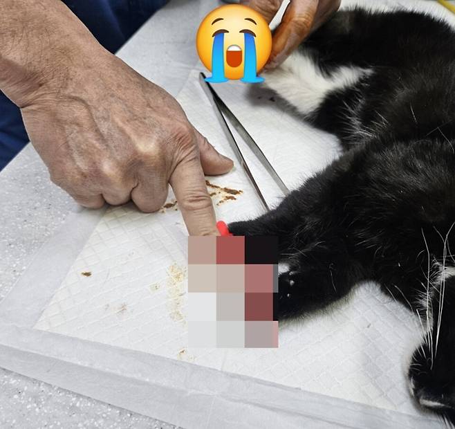 ▲ 동물병원에서 치료를 받고 있는 생후 3개월가량의 새끼 고양이. 양쪽 다리가 발목 아래 동일한 부위에서 절단된 상태 / 사진=독자제공