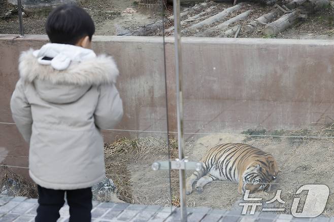 9일 광주우치동물원에서는 추운날씨에 벵갈호랑이가 낮잠을 자고 있다. 2026.1.9/뉴스1 ⓒ News1 김태성 기자