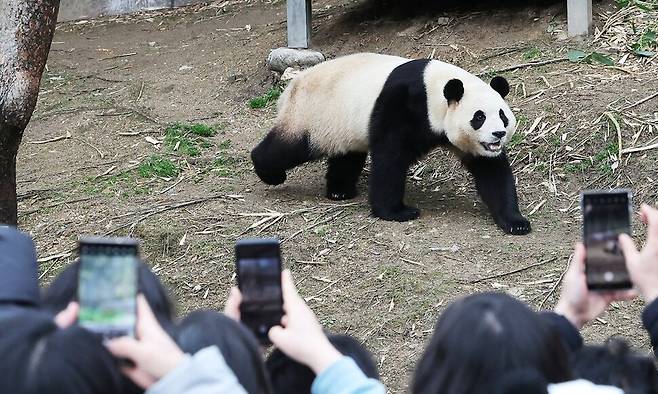 2024년 2월25일 경기도 용인시 에버랜드를 찾은 시민들이 판다 푸바오의 모습을 카메라에 담고 있다. 푸바오는 중국 밖에서 태어난 판다의 경우 4살이 되면 반환된다는 규정에 따라 그해 4월 중국으로 돌아갔다. 연합뉴스