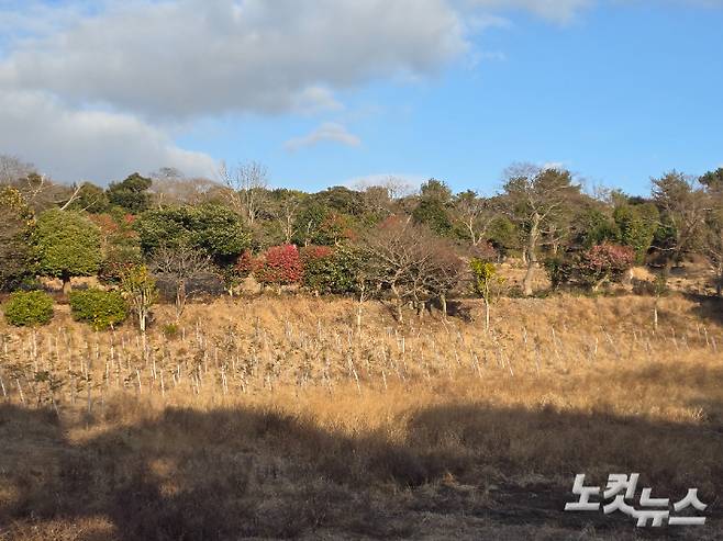 지난 20일 취재진이 살펴본 A관광농원 산지 훼손 원상복구 현장. 편백나무 묘목들이 줄지어 식재돼 있다. 이창준 기자