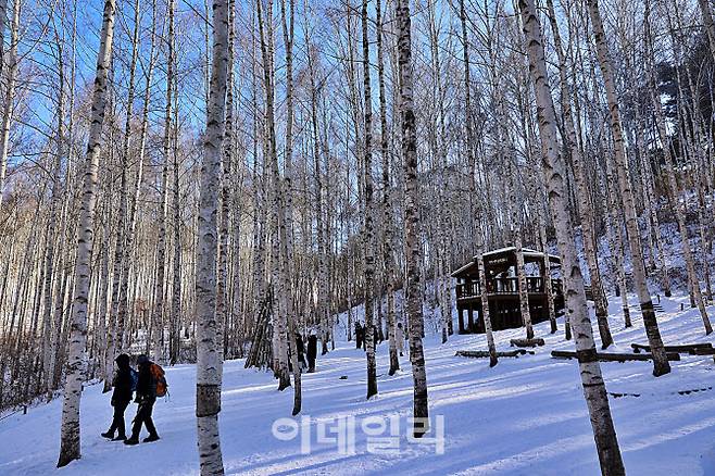 자작나무로 엮은 작은 구조물 앞에 사람들이 모였다. 이 숲에서는 인공물조차 나무의 일부처럼 보인다.