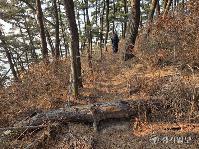 인천 옹진군 덕적도 서포리항 해안 산책로, 쓰러진 나무가 길목을 가로막고 있다. 정성식기자