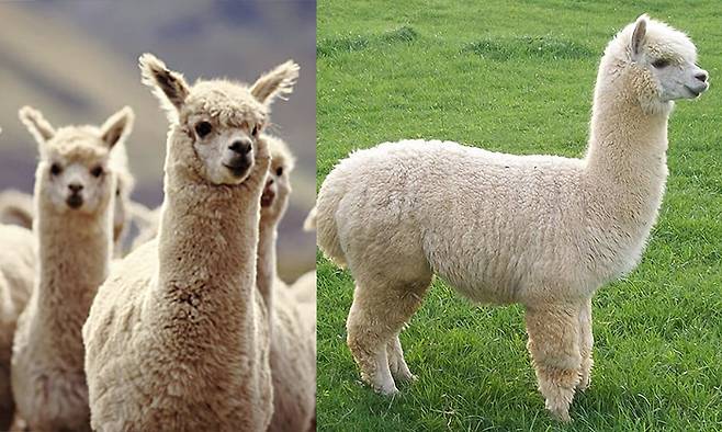 성체가 된 알파카 모습. 게티 미이지뱅크·imgur
