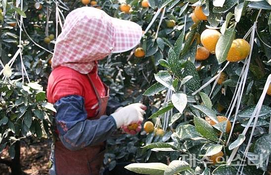 ⓒ제주의소리 자료사진