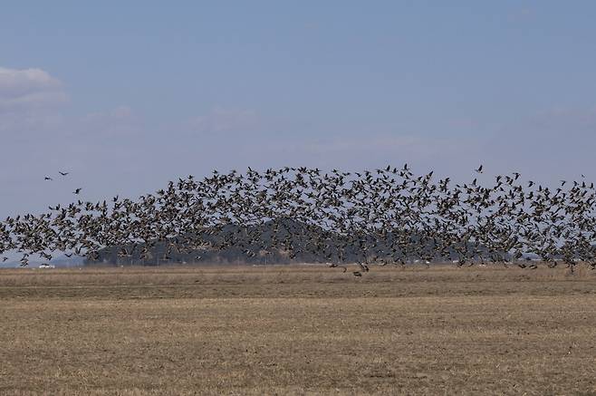 검독수리가 자리한 뒤편 봉화산 앞쪽으로 쇠기러기 무리가 나른다 쇠기러기는 대형 맹금류의 사냥 대상이 되기도 한다.