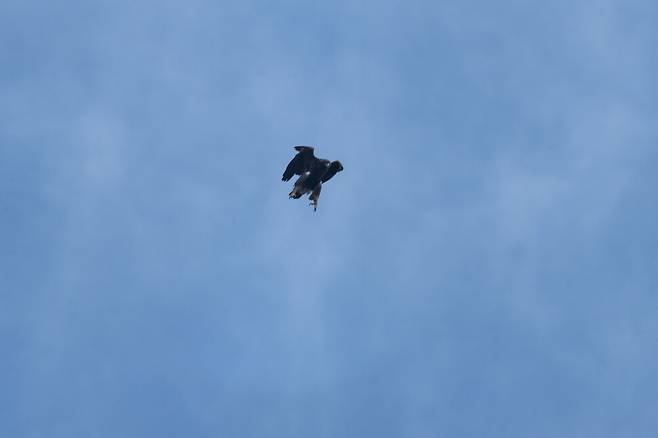 상승기류를 이용해 하강을 준비하는 검독수리.