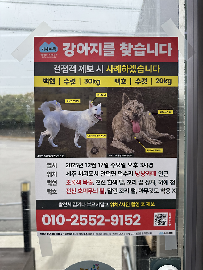 강아지 백현, 백호의 보호자인 백채아씨(27)가 제주 서귀포시 일대에 붙인 ‘강아지를 찾습니다’ 전단. 백씨 제공