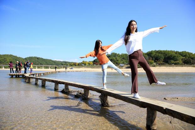 관광객들이 무섬 외나무다리에서 관광 체험을 즐기고 있다다. 사진=영주시 제공