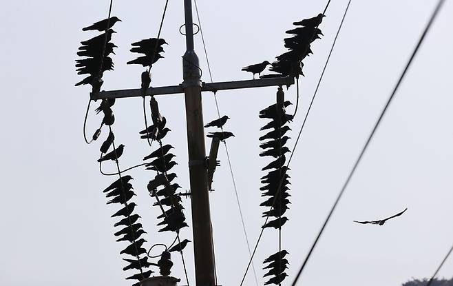 ▲ 경북 경주시 안강읍 산대리 한 들녁에 까마귀떼가 전깃줄에 앉아 휴식을 취하고 있는 모습. 경북일보 DB