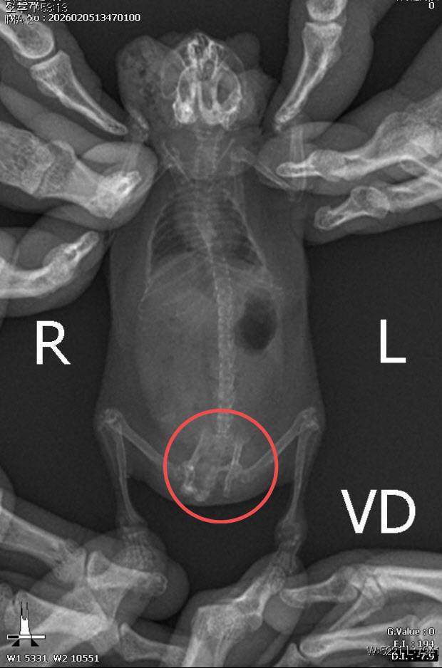 정글리안 햄스터의 골반이 골절된 흔적. (사진=동물자유연대 제공)