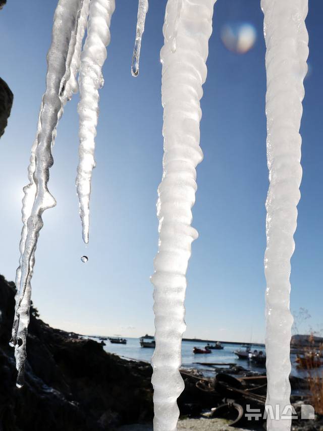 한파가 절정에 달했던 지난달 22일 부산 남구 백운포 갯바위에 매달려 있는 고드름. 뉴시스.