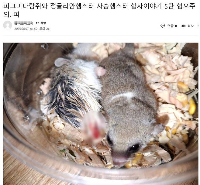 햄스터·기니피그 등 몸집이 작은 동물을 학대하는 모습을 온라인에 생중계해 고발된 남성의 집에서 최근 동물 22마리가 구조됐다. 사진은 종이 다른 동물을 강제 합사해 생긴 상처를 게시한 글. 동물자유연대 제공