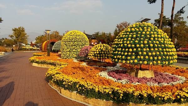 양산시 물금읍 낙동강 둔치에 자리한 231만여㎡ 규모의 황산공원은 1년 내내 축제의 열기로 가득할 전망이다. 국화축제 전경이다. /양산시 제공