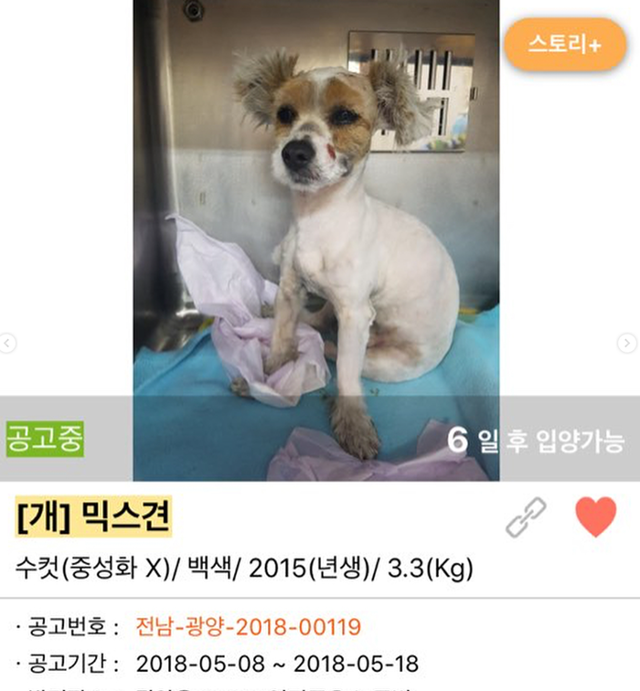 호수의 과거 입양 공고 사진 보호자 제공