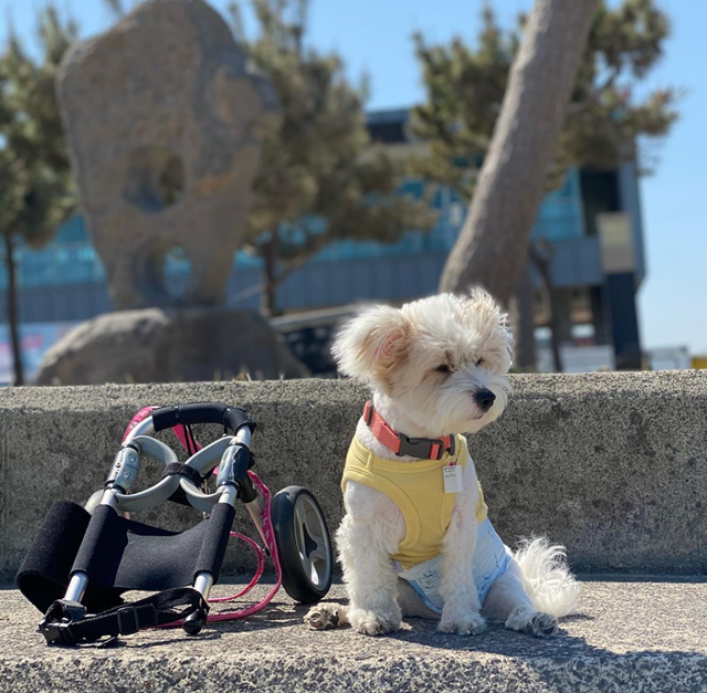 호수 : 과거를 생각하면 너무 힘들었지만.. 지금은 행복하개!! 보호자 제공