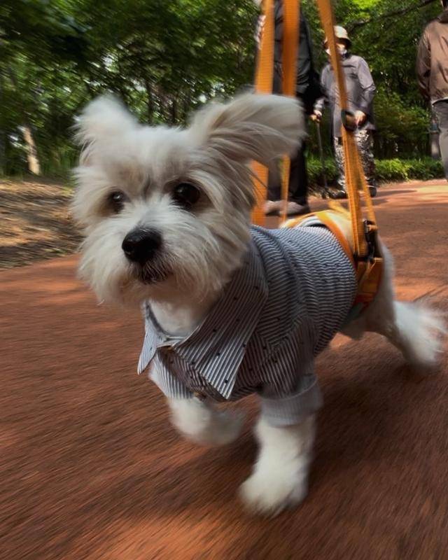 호수 누나 : 다중 우주 속 어느 시공간에서 신나게 네발로 뛰고있을 호수도 있겠지. 보호자 제공