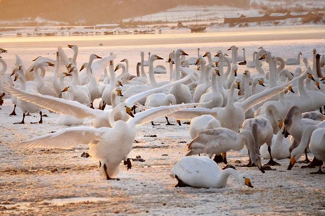 ▲ 시베리아에서 날아온 백조들이 웨이하이 연안에서 겨울을 나고 있다. /사진제공=웨이하이일보사