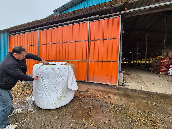 지난 12일 오후 전남 나주시 왕곡면 한 한우농장에서 농장주 김선태씨가 소들에게 조사료용 볏짚을 주기 위해 곤포 사일리지를 벗기고 있다. 황희규 기자