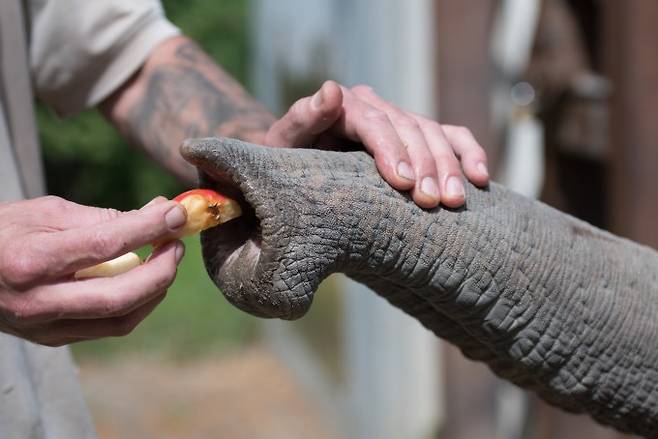 사육사가 아시아코끼리에게 과일을 주며 코를 쓰다듬고 있다. Heidelberg Zoo, Alejandro Posada, MPI-IS 제공
