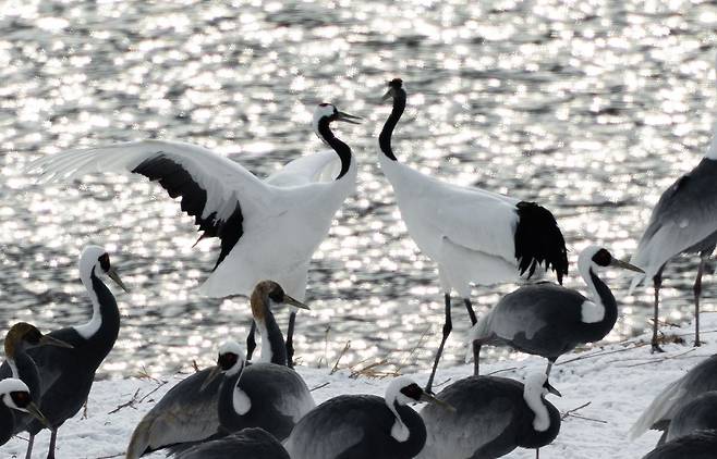 1월 19일 오전 강원 철원군 한탄강변에서 두루미 등 겨울철새 무리가 겨울나기를 하고 있다. 최기웅 기자