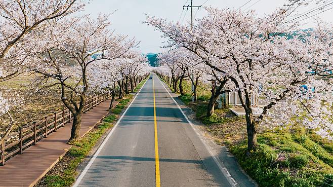 보령 주산면 왕벚나무 터널 모습.(시 제공. 재판매 및 DB금지)/뉴스1