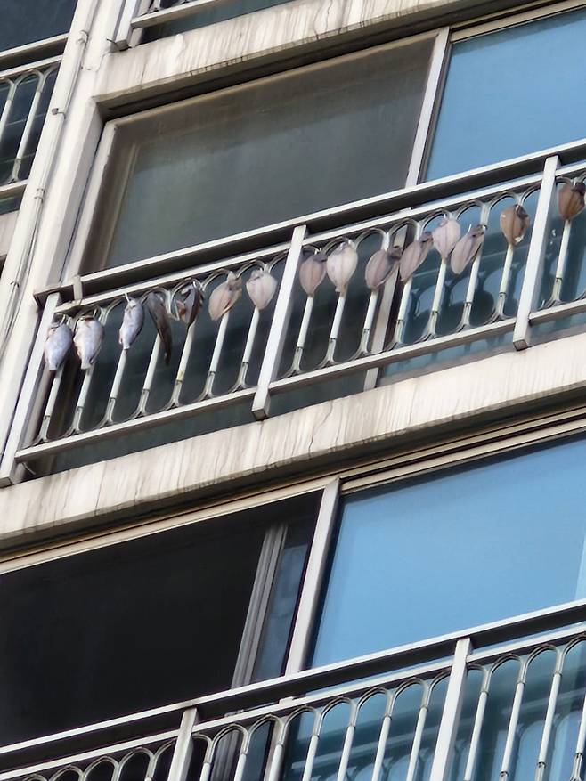 윗집 베란다에서 생선을 말리는 모습. 지역 기반 커뮤니티 당근마켓 ‘동네생활 게시판’