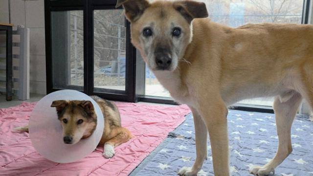 지난 5일, 경기 남양주시에 위치한 동물자유연대 보호소'온센터' 부설 동물병원에서 지내며 회복 중인 개 '봉선이'(왼쪽) 곁을 지켜주고 있는 룸메이트 '별이'의 모습. 동그람이 정진욱