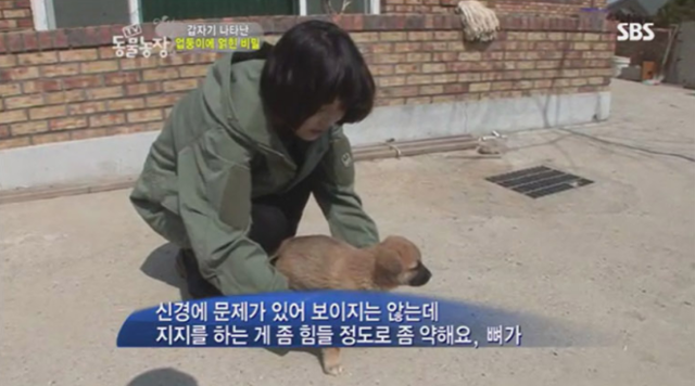 구조 당시 이 강아지는 뼈가 약한 상태인 것 같다는 진단을 받았다. SBS TV동물농장 캡처