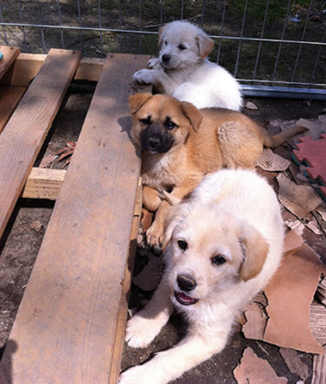 새끼 강아지 형제들은 각자 이름을 받고 보호소 생활을 시작했다. 위에서부터 순서대로 '아리', '별이', '보리'. 동물자유연대 제공